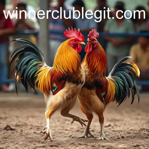 Cockfighting: The Controversial Tradition
